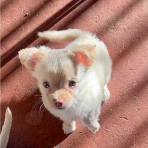 Meet your Posher, Alice